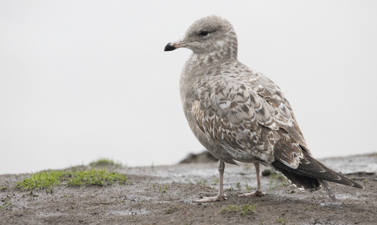 California Gull - ML646657633