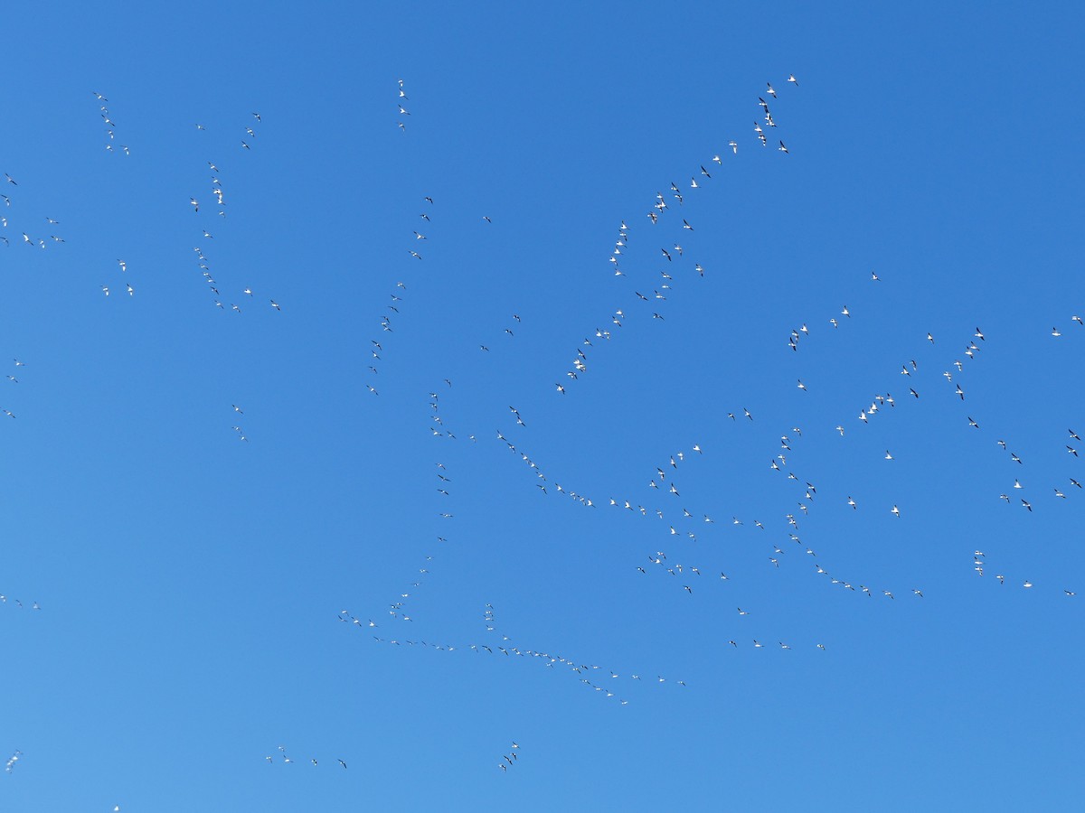 husa sněžní - ML646657634