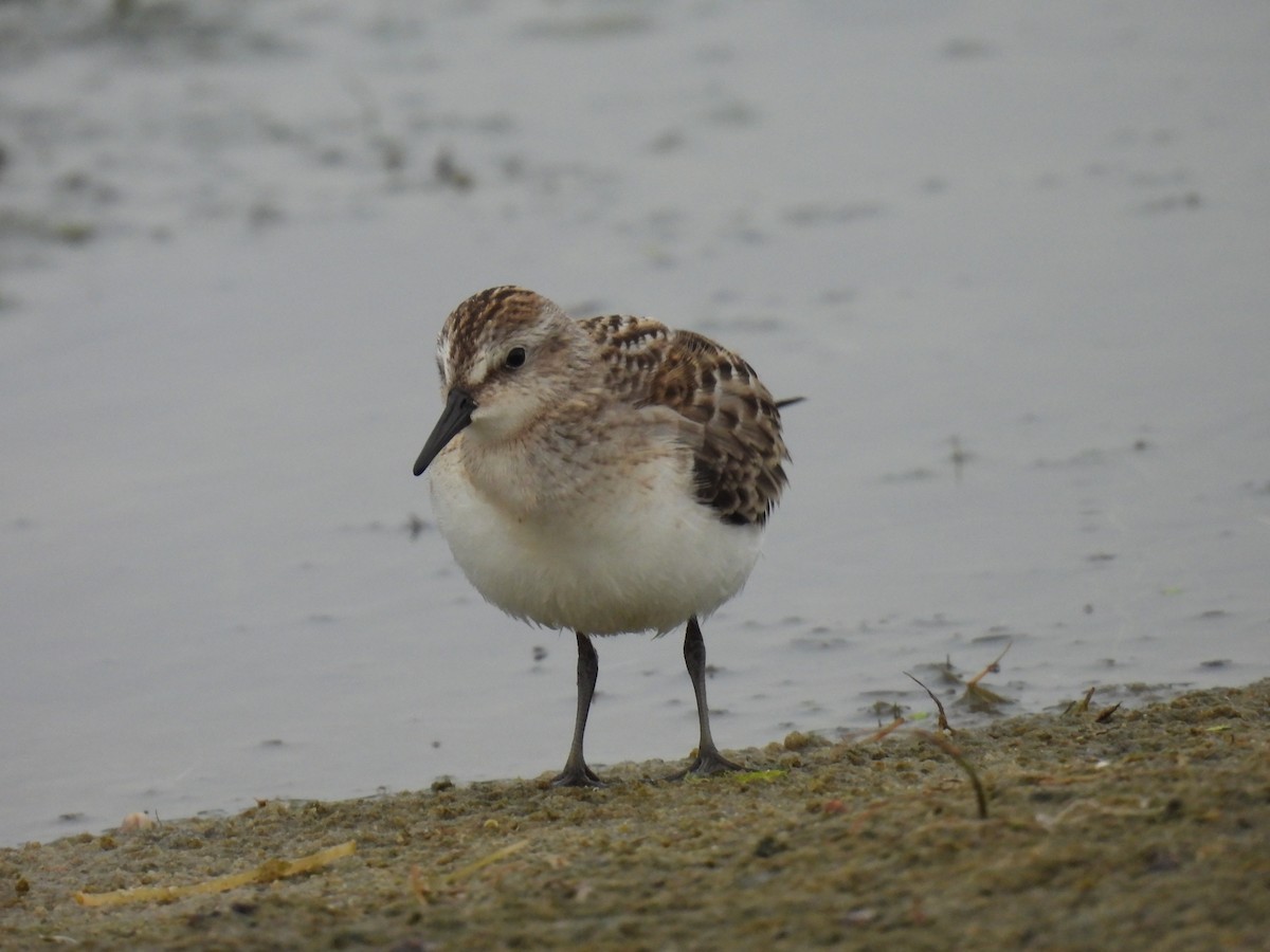 Semipalmated Sandpiper - ML646657637