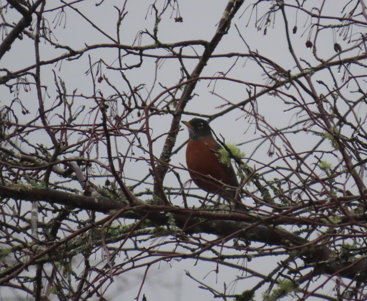 Zozo papargorria - ML646657649