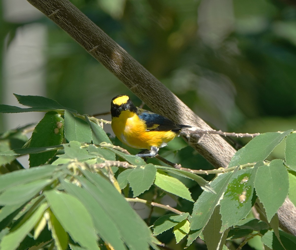 Yellow-throated Euphonia - ML646657650