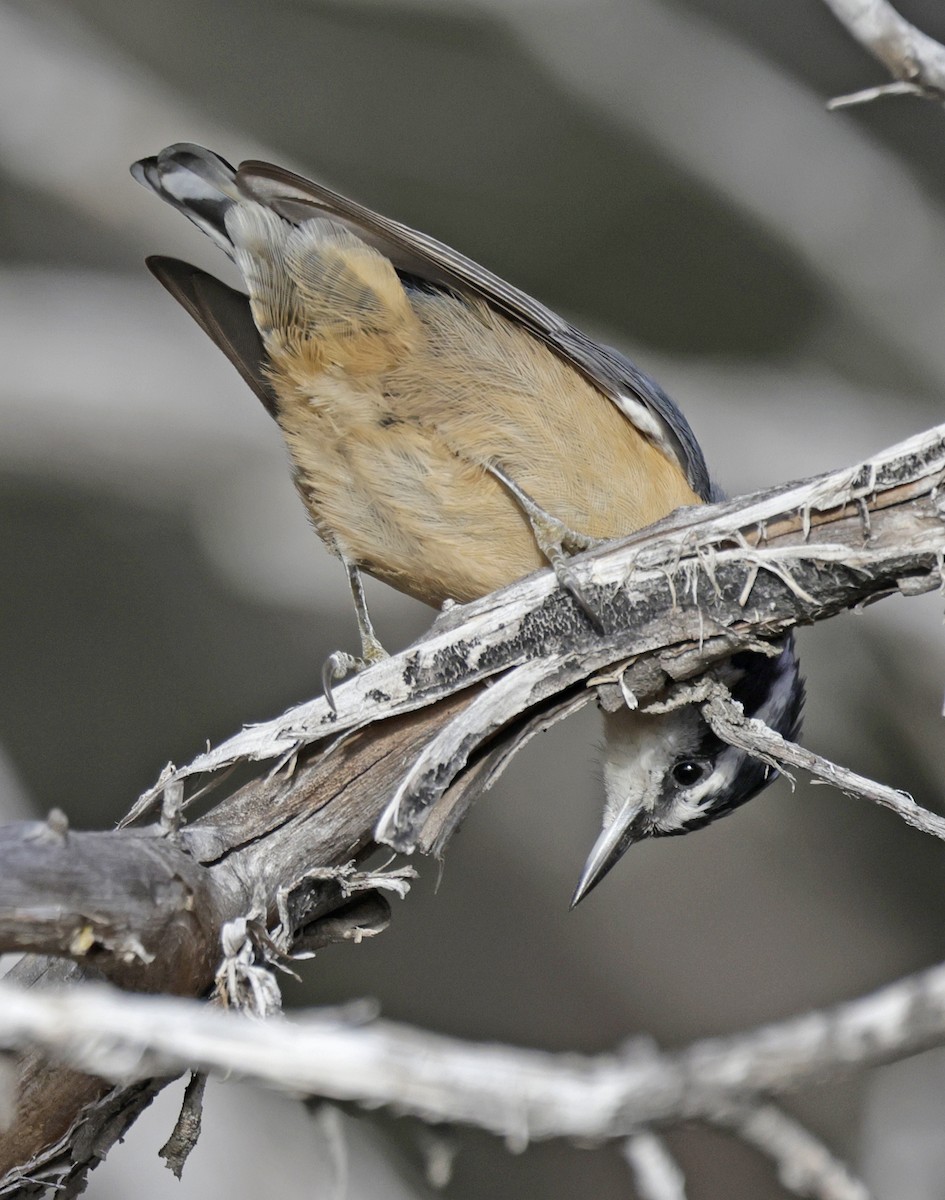 Red-breasted Nuthatch - ML646657652