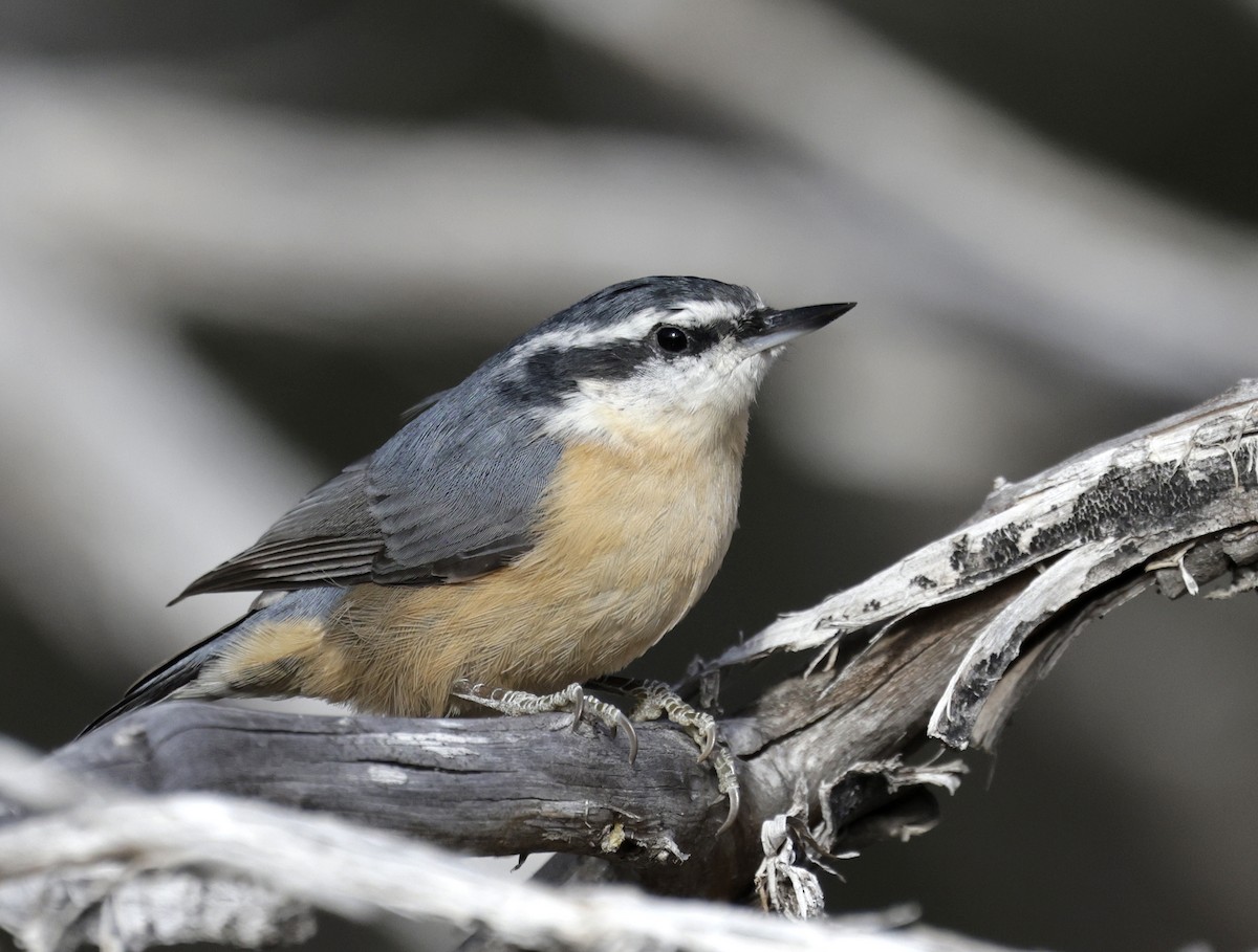 Red-breasted Nuthatch - ML646657653