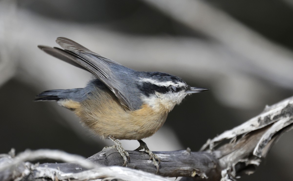 Red-breasted Nuthatch - ML646657654