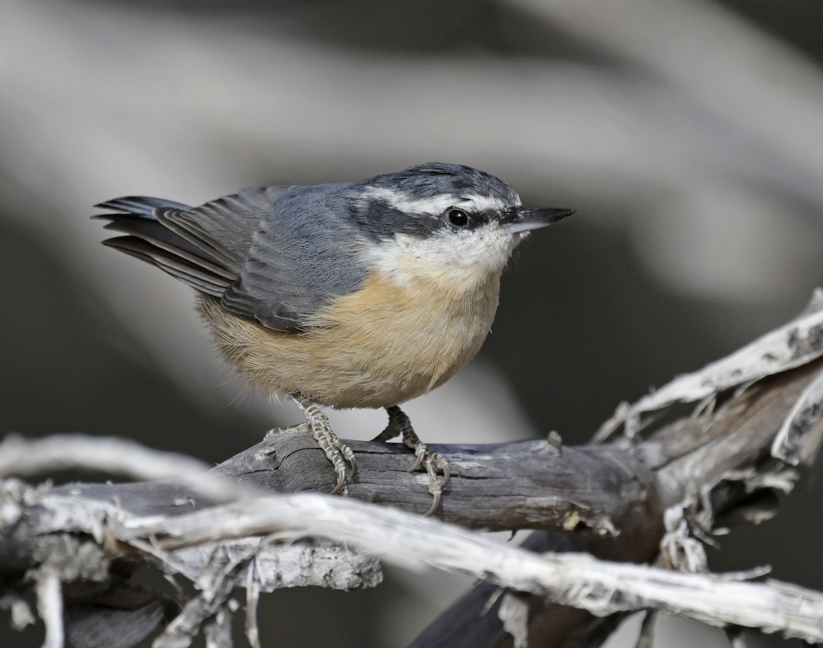 Red-breasted Nuthatch - ML646657655