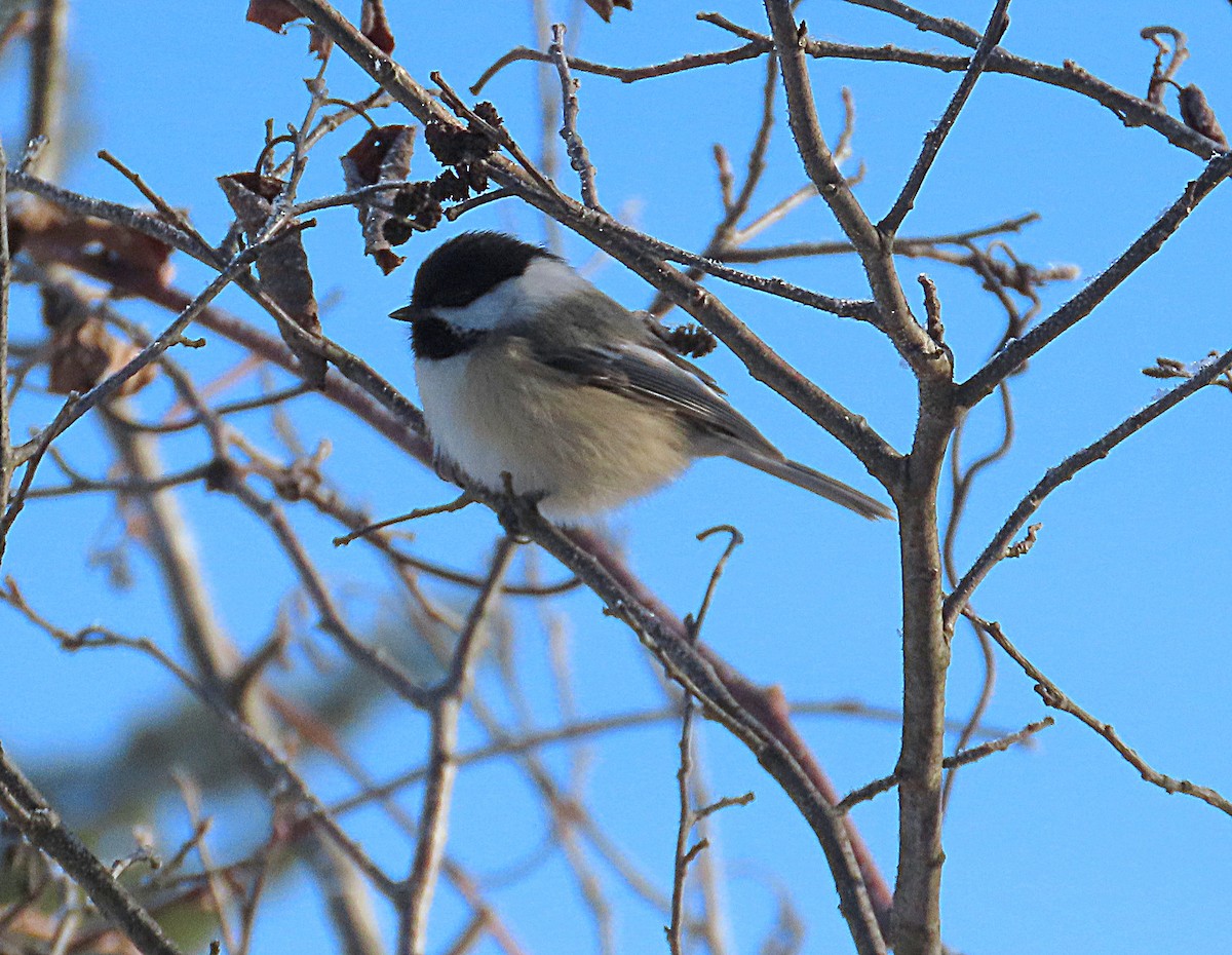 Black-capped Chickadee - ML646657656