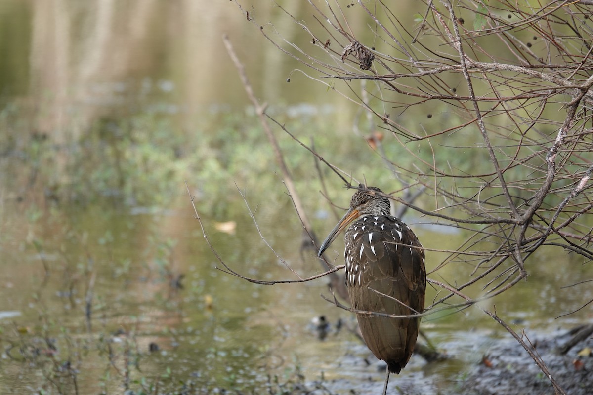 Turnayelvesi - ML646657658