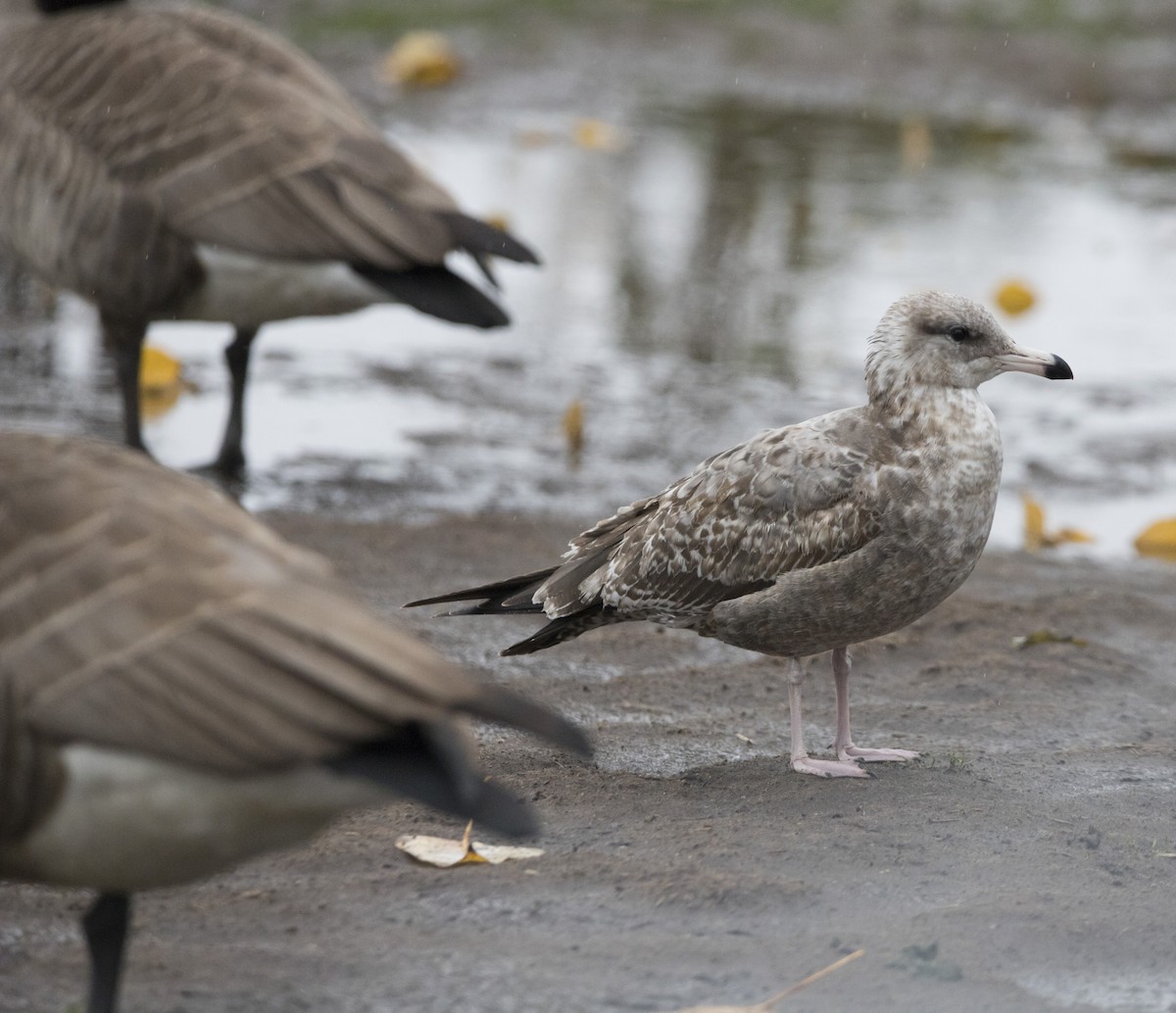California Gull - ML646657659
