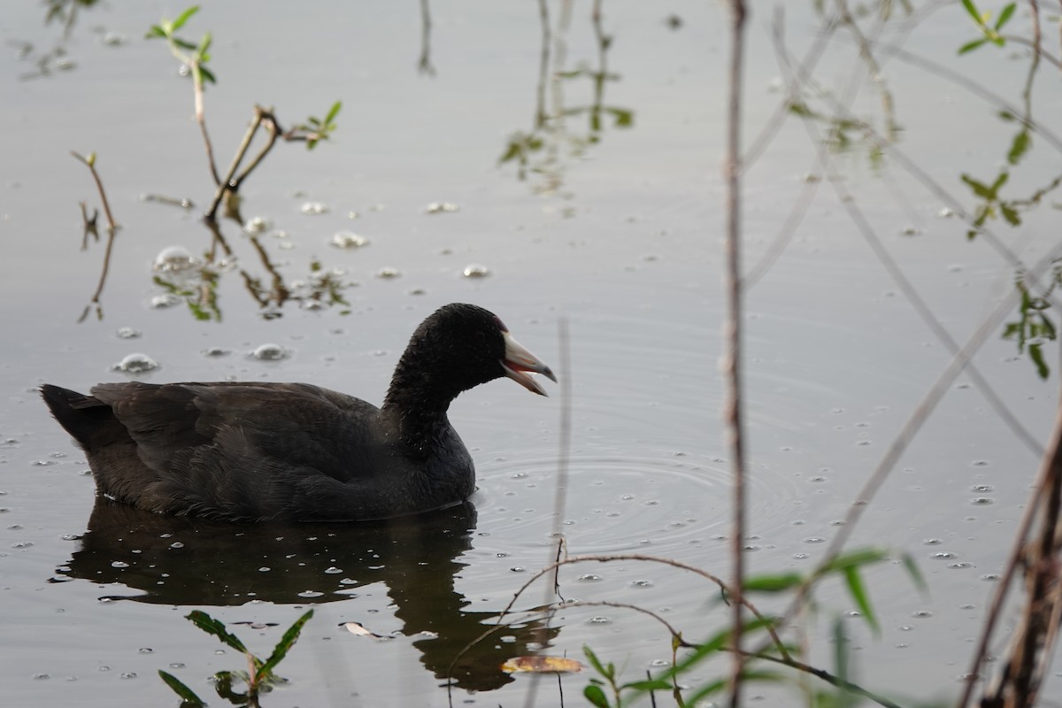 Amerika Mekesi - ML646657661