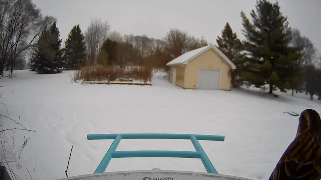 hýl nachový - ML646657662