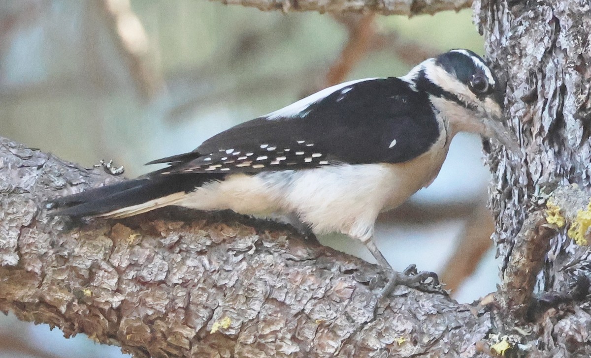 Pico Velloso - ML646657663