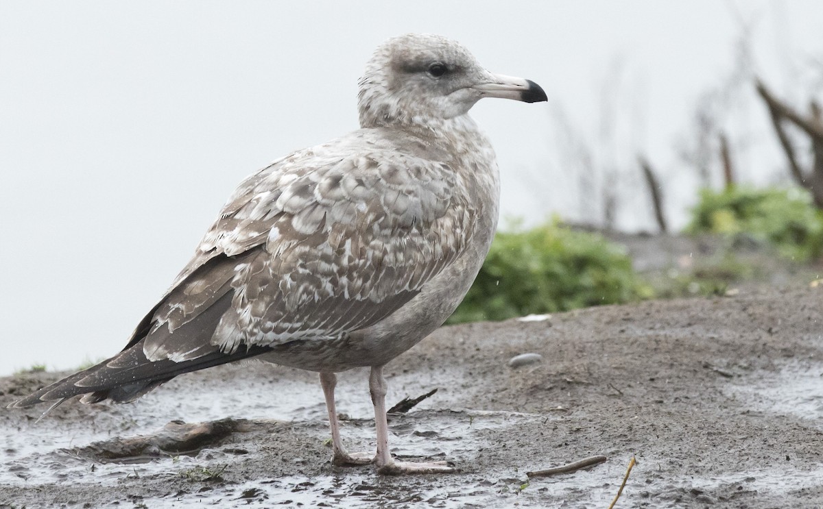 California Gull - ML646657667