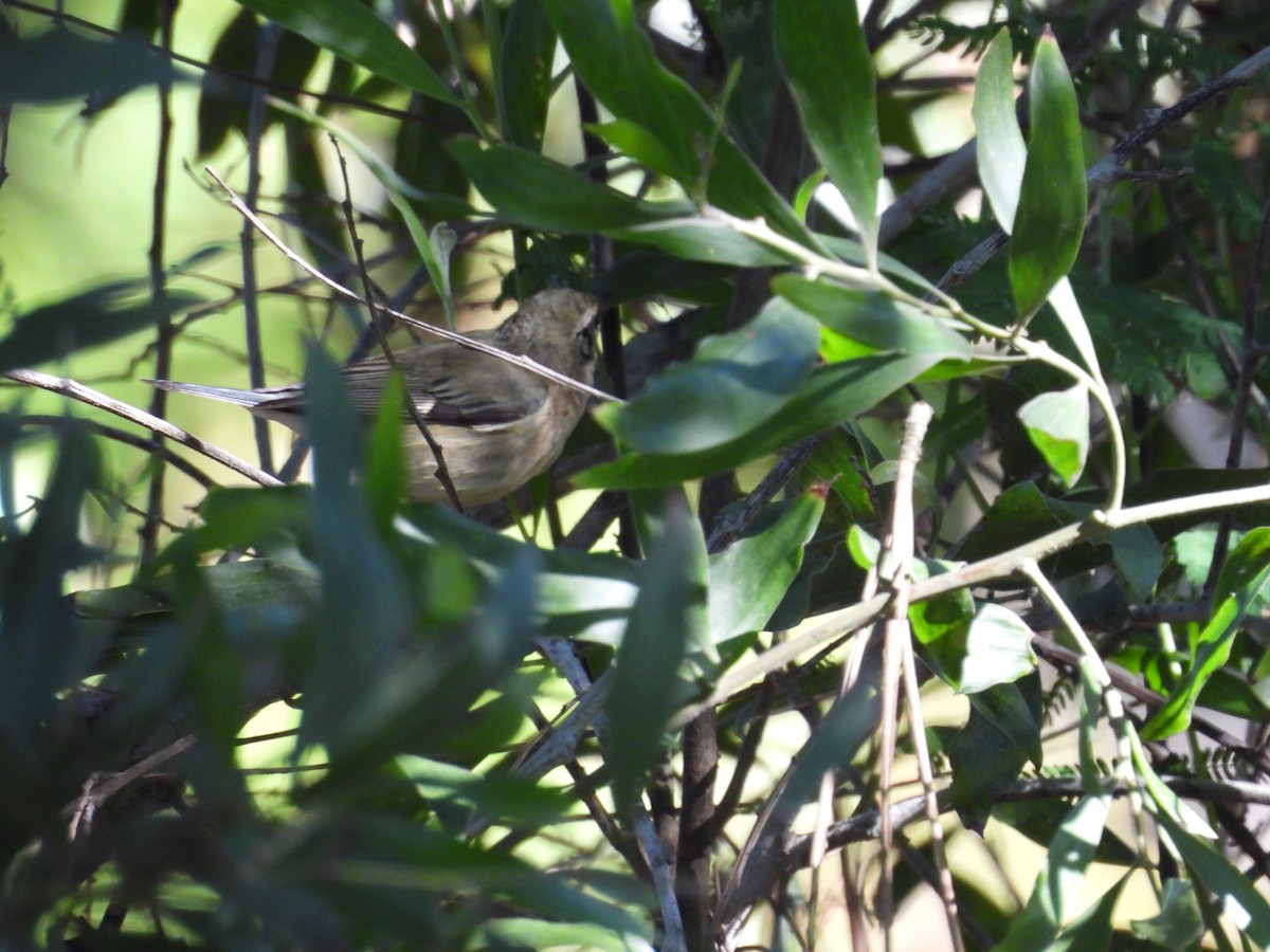 Black-throated Blue Warbler - ML646657668