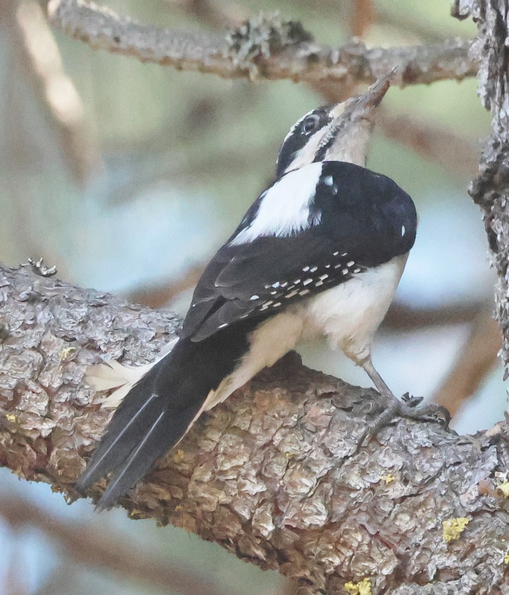 Pico Velloso - ML646657669