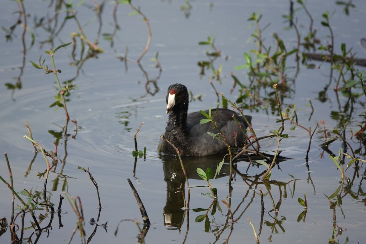 Amerika Mekesi - ML646657671