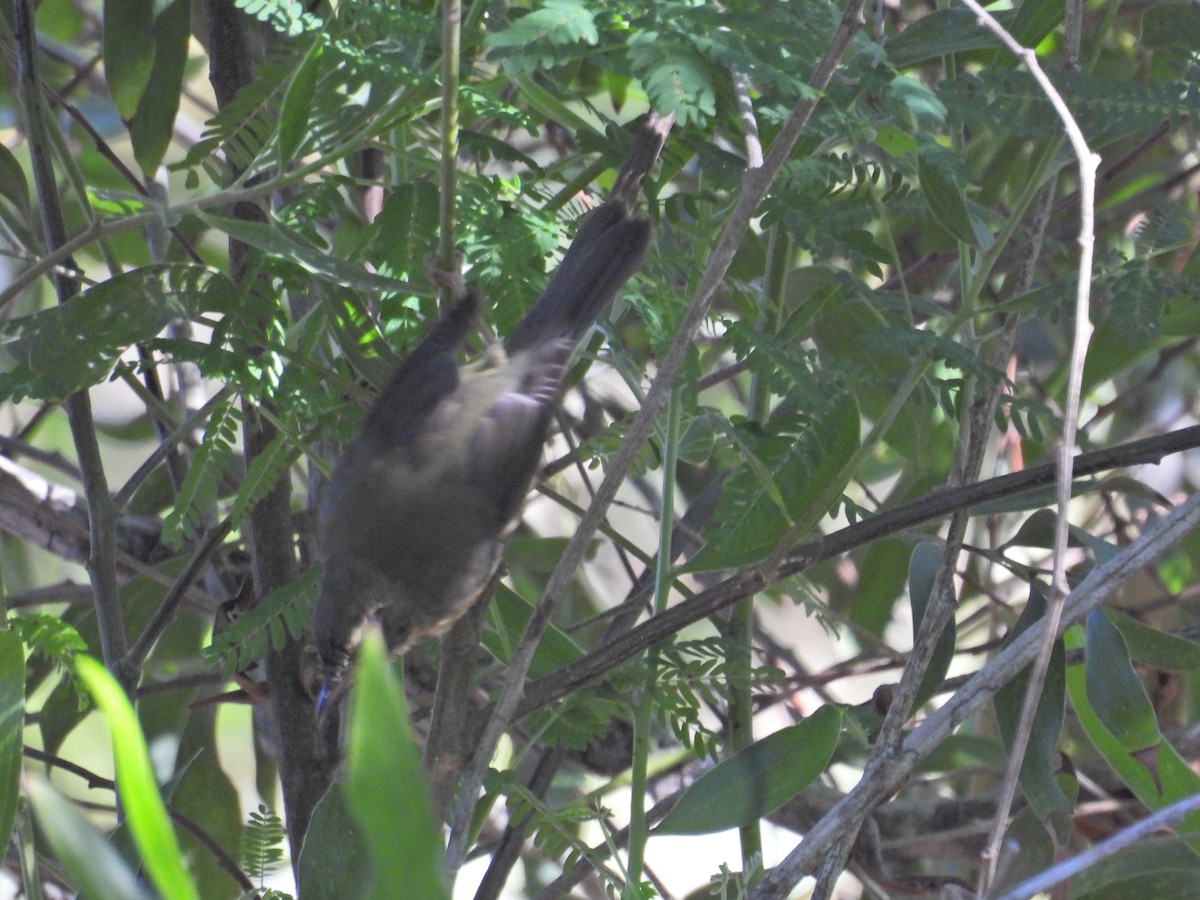 Black-throated Blue Warbler - ML646657675