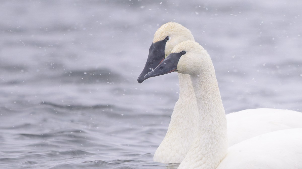 Trumpeter Swan - ML646657676