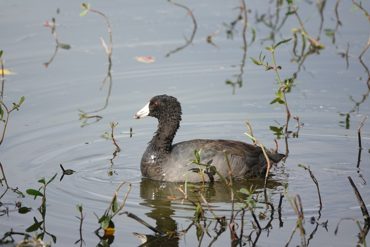 Amerika Mekesi - ML646657677