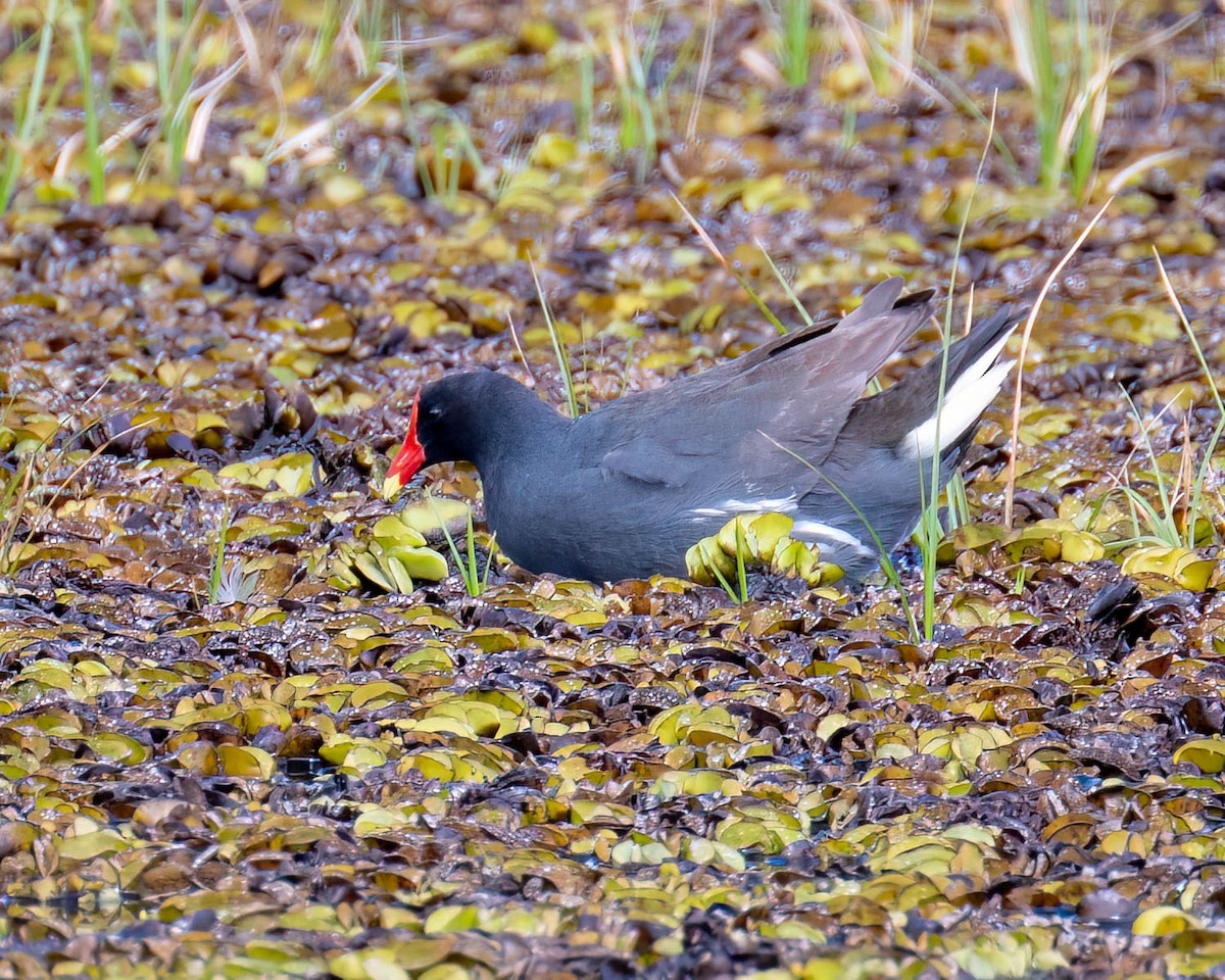 Amerika Sutavuğu - ML646657682