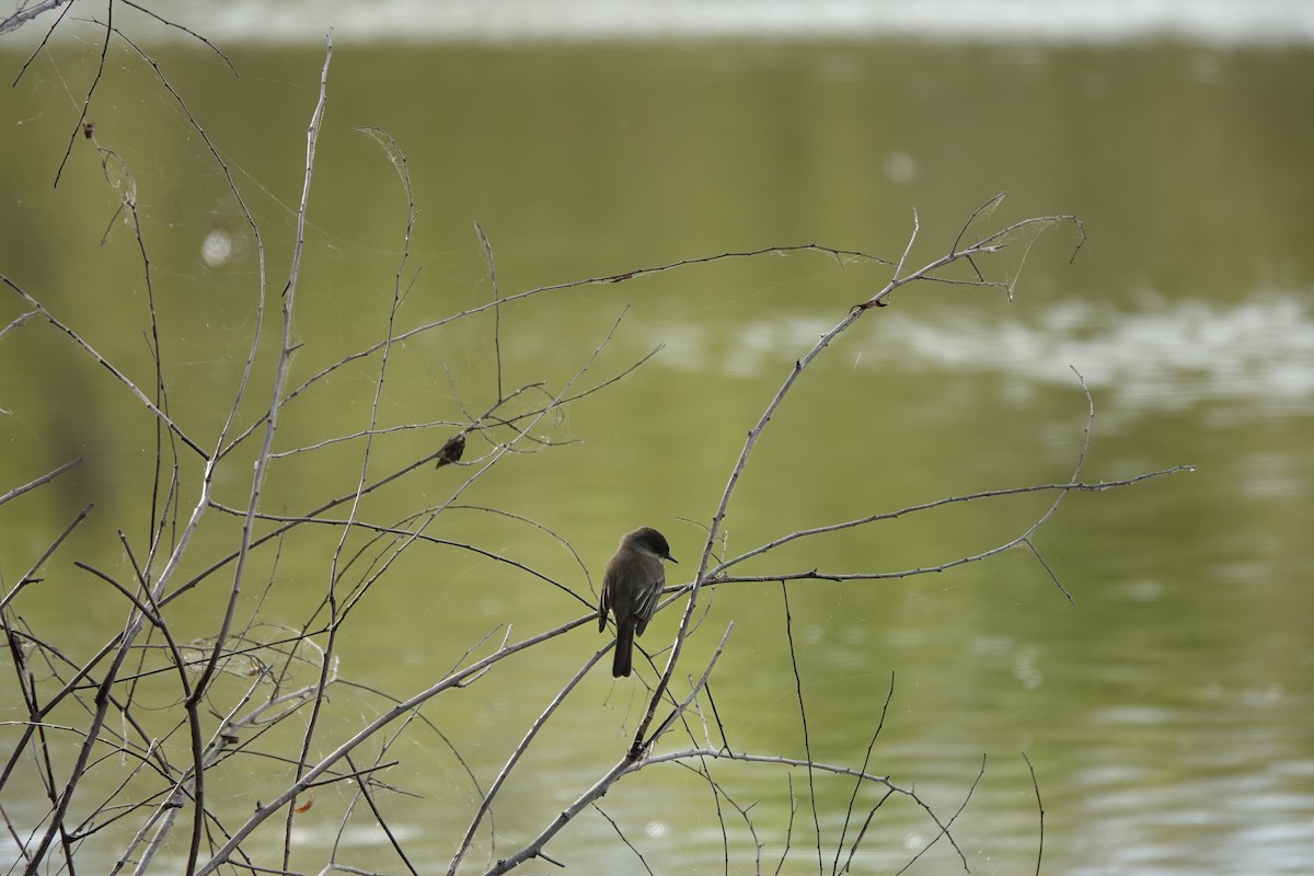 Ak Karınlı Fibi - ML646657689