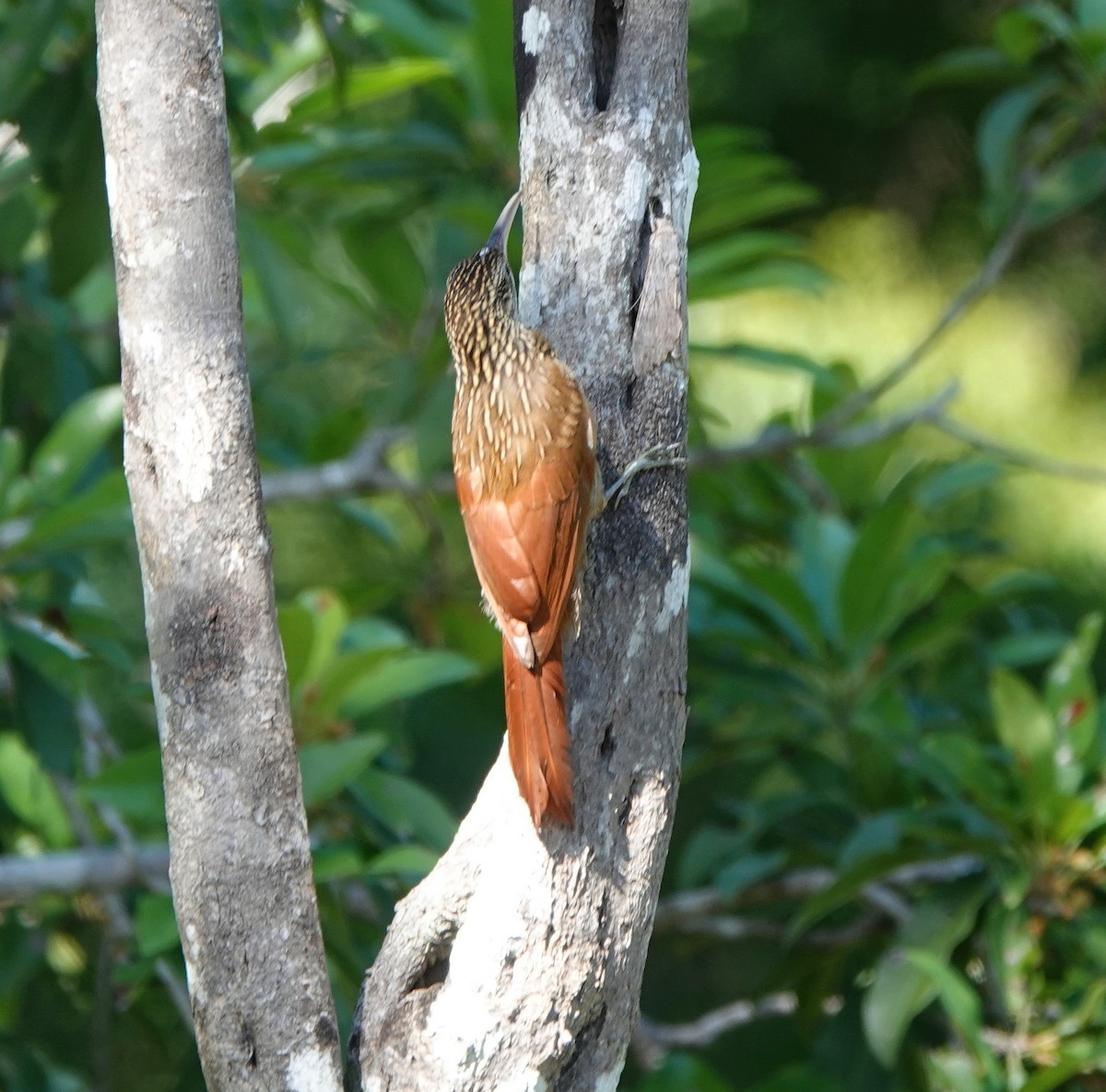 Ivory-billed Woodcreeper - ML646657690