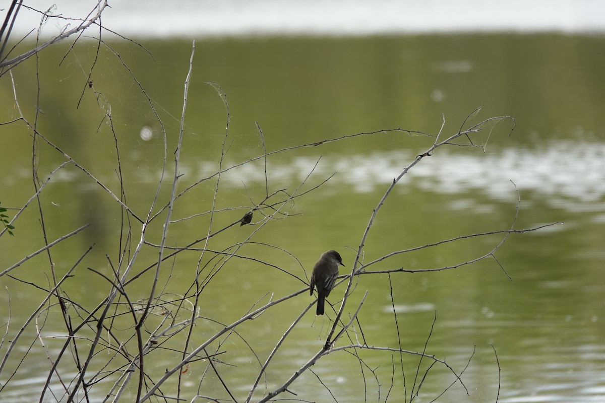 Ak Karınlı Fibi - ML646657691