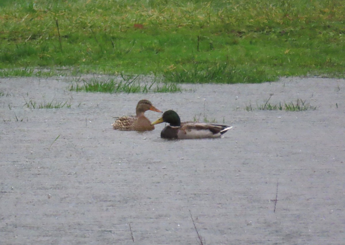 Basahatea - ML646657693