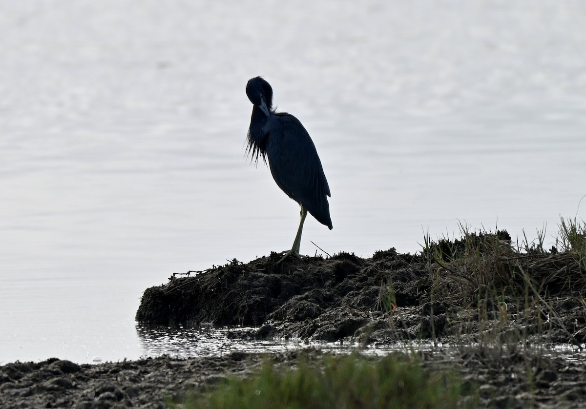 Reddish Egret - ML646657695