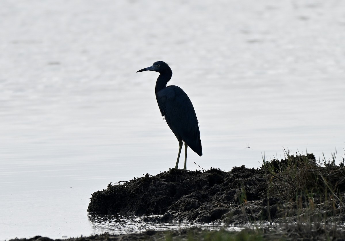 Reddish Egret - ML646657701