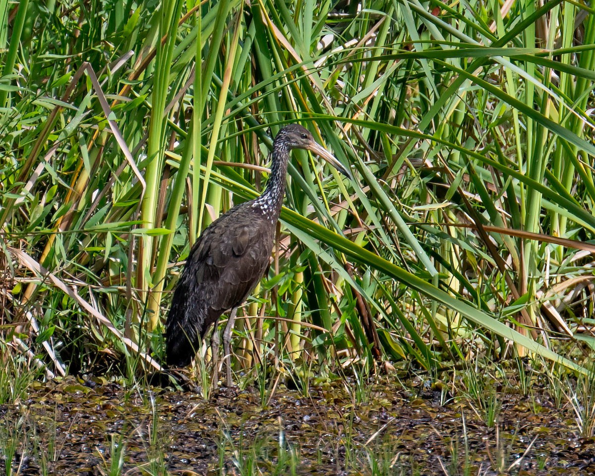 Limpkin - ML646657702
