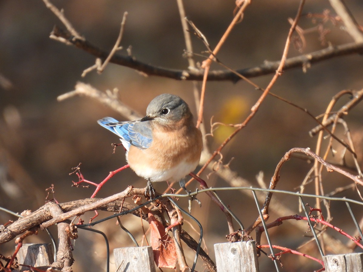 Eastern Bluebird - ML646657703