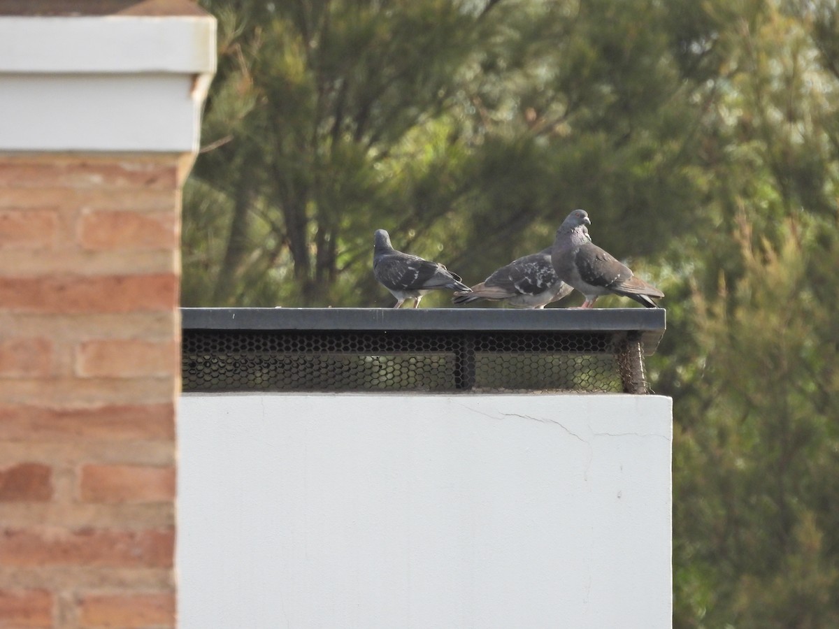 カワラバト（ドバト、家畜型） - ML646657704