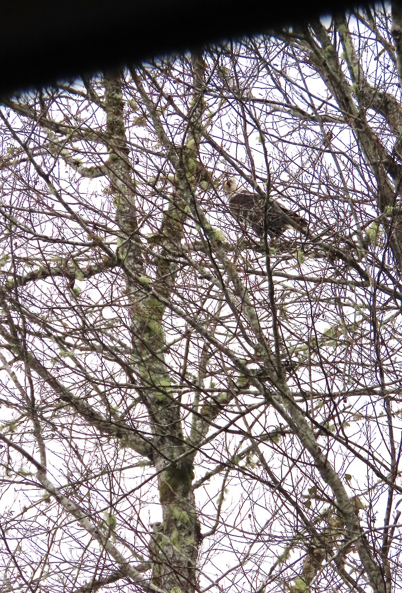 Itsas arrano buruzuria - ML646657705