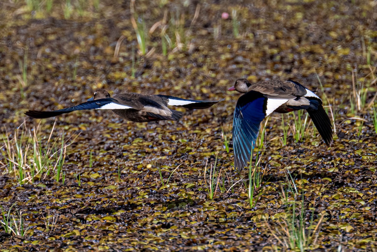 Brazilian Teal - ML646657707