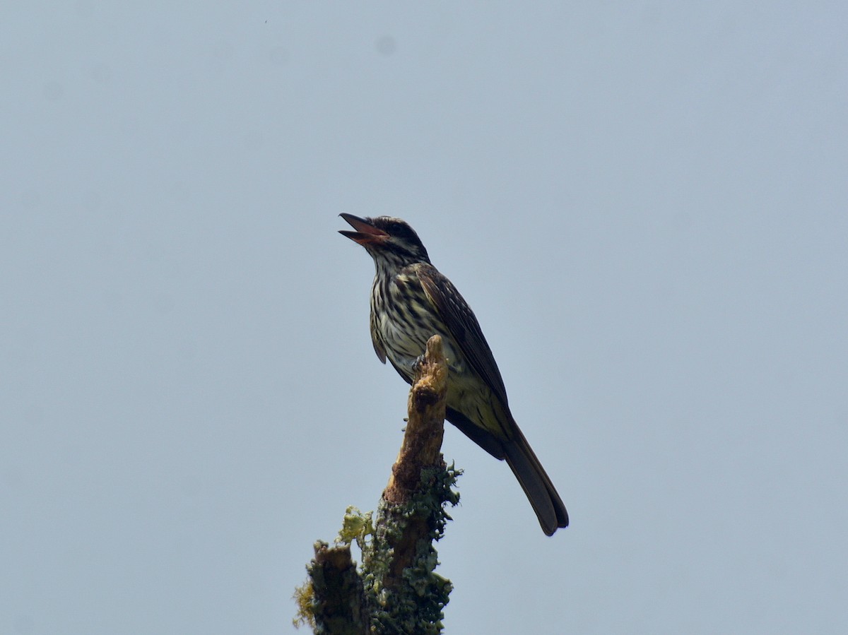 Streaked Flycatcher - ML646657708