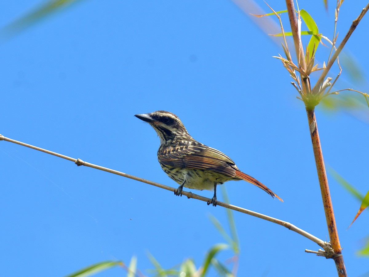 Streaked Flycatcher - ML646657709