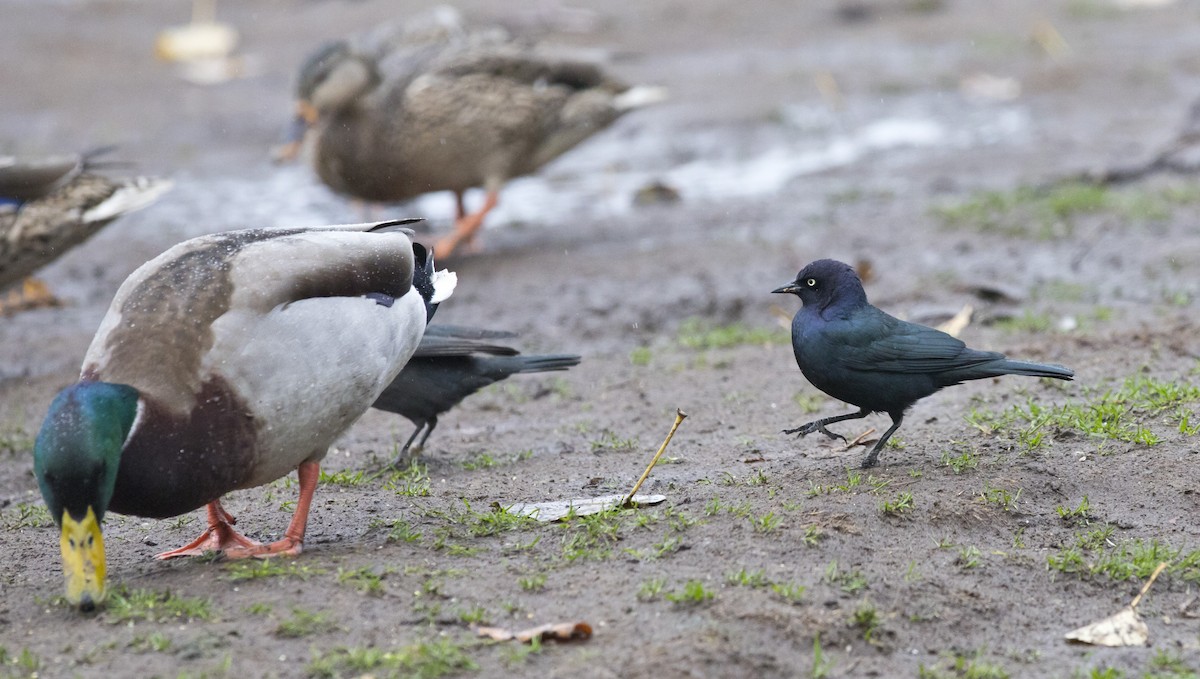 Brewer's Blackbird - ML646657712