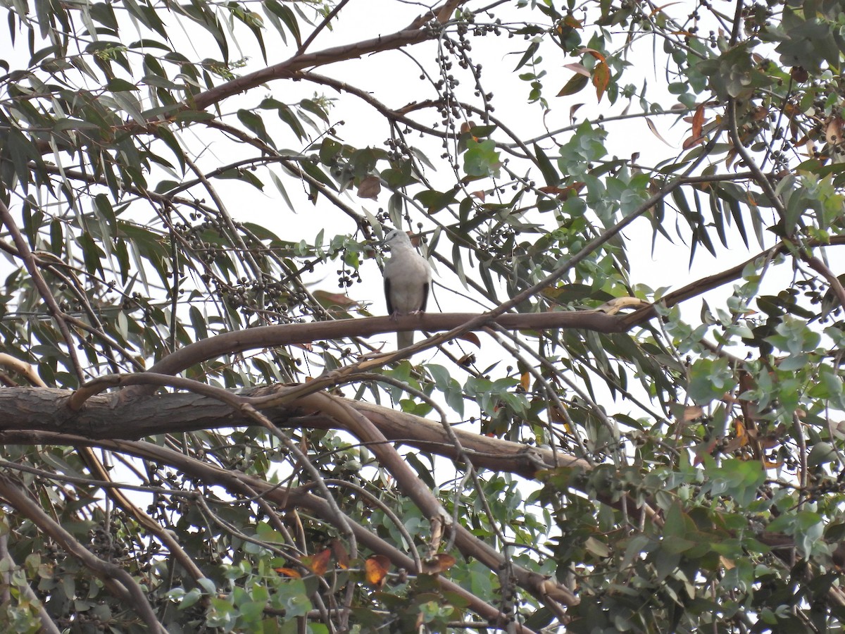 イチモンジバト - ML646657713