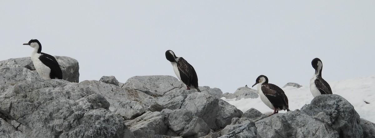 Imperial Cormorant - ML646657715