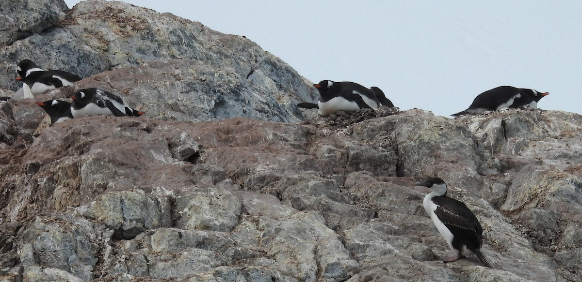 Gentoo Penguin - ML646657716