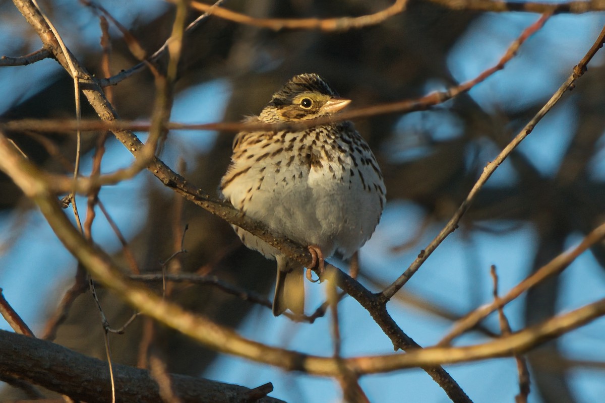 Savannah Sparrow - ML646657717