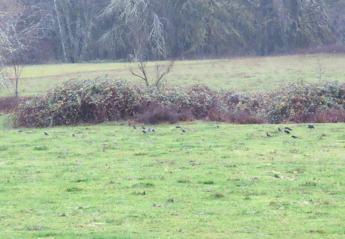 American Crow - ML646657718