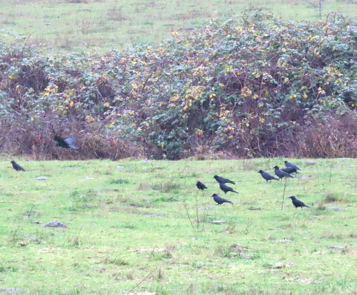 American Crow - ML646657719