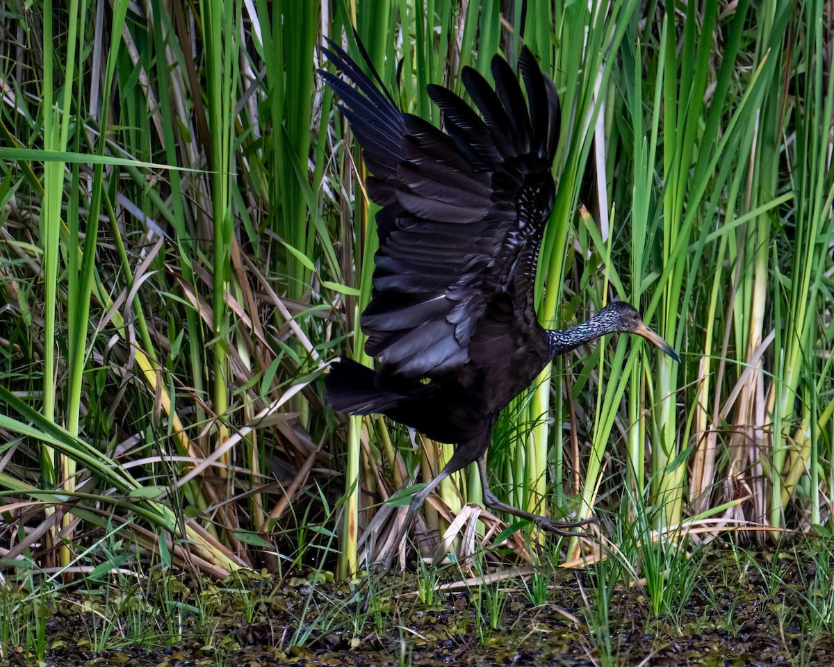 Limpkin - ML646657721
