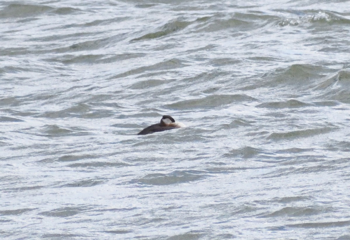 Somormujo Cuellirrojo - ML646657722