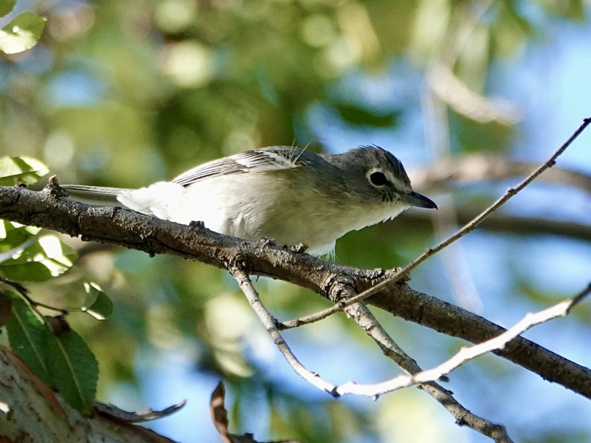 Kurşuni Vireo - ML646657724