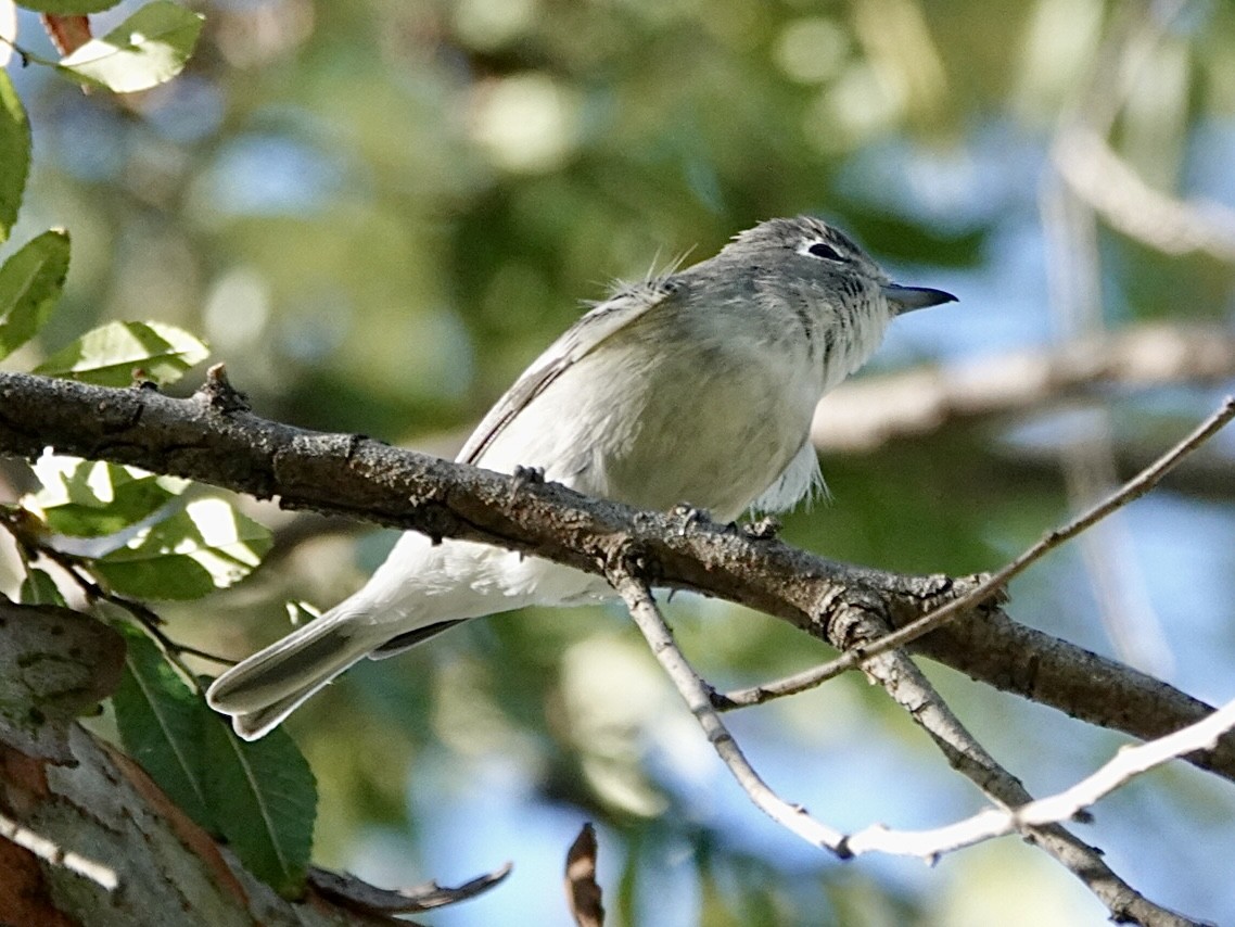 Kurşuni Vireo - ML646657725