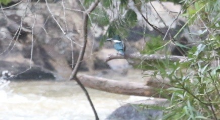 Amazon Kingfisher - ML646657728