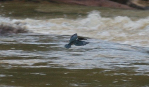 Amazon Kingfisher - ML646657729