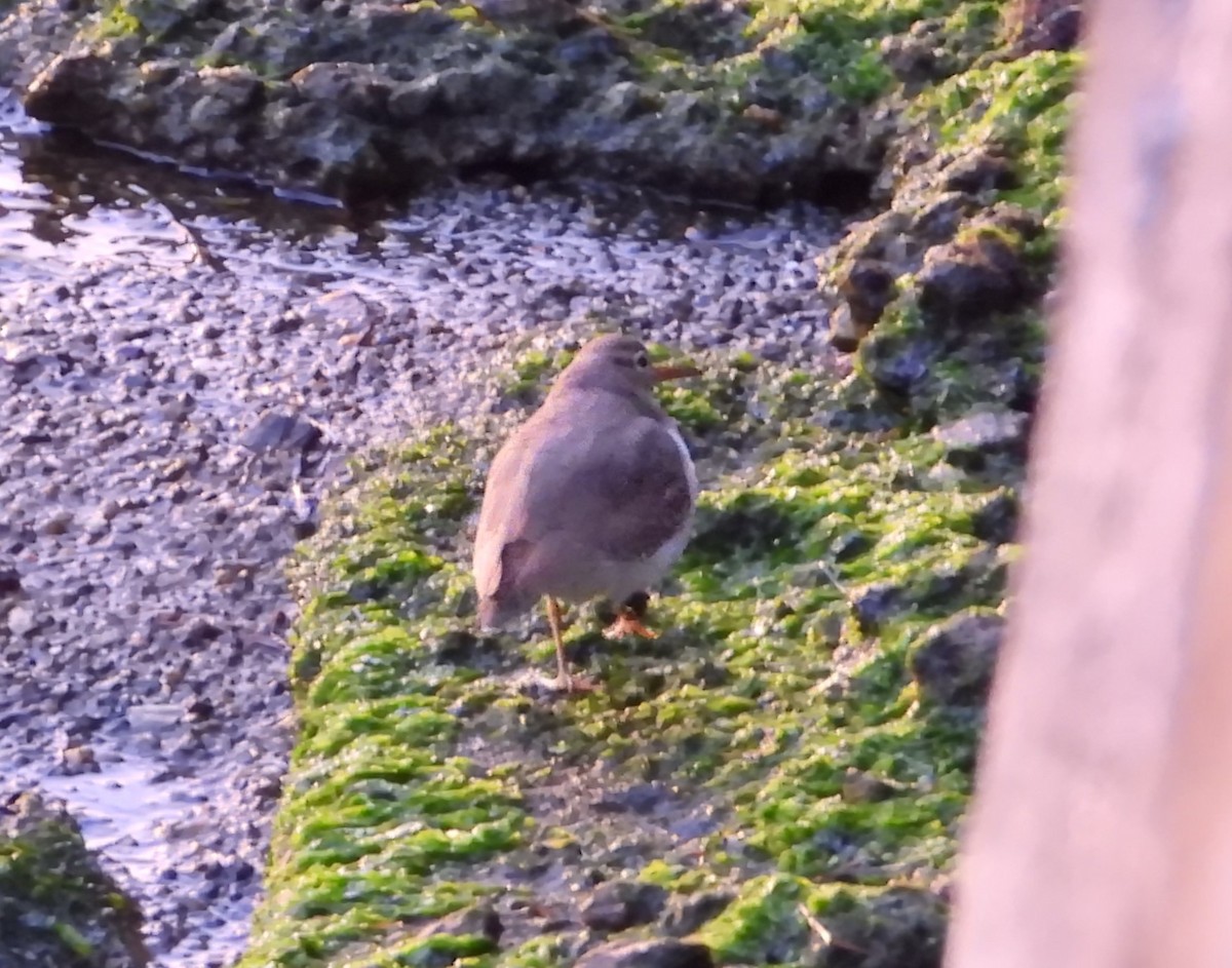 Набережник плямистий - ML646657730